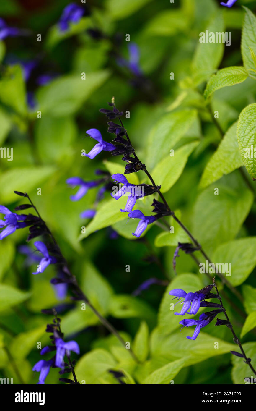 Salvia guaranitica Black and Bloom,purple,sage,sages,flower,flowers