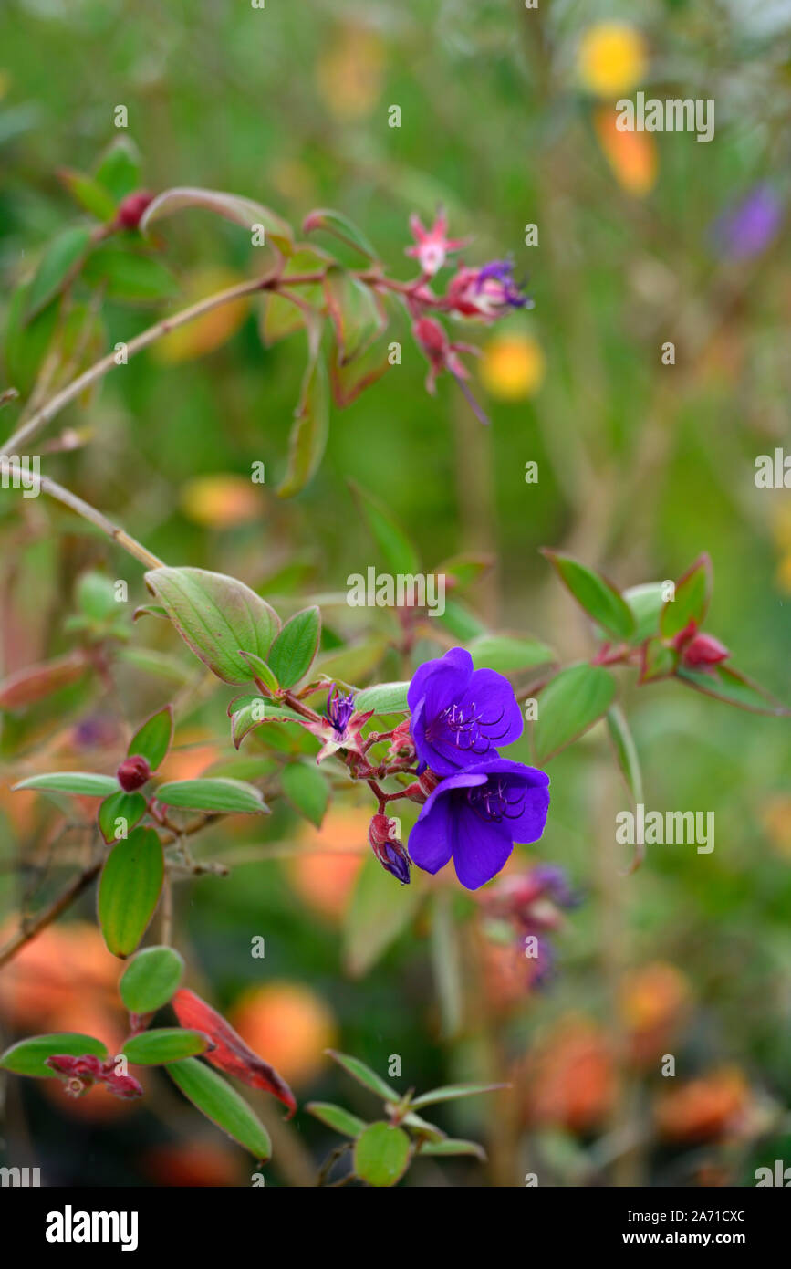 Tibouchina urvilleana,blue,purple,flower,flowers,flowering,princess flower,glory bush,lasiandra,RM Floral Stock Photo