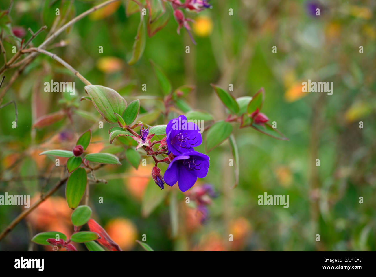Tibouchina urvilleana,blue,purple,flower,flowers,flowering,princess flower,glory bush,lasiandra,RM Floral Stock Photo