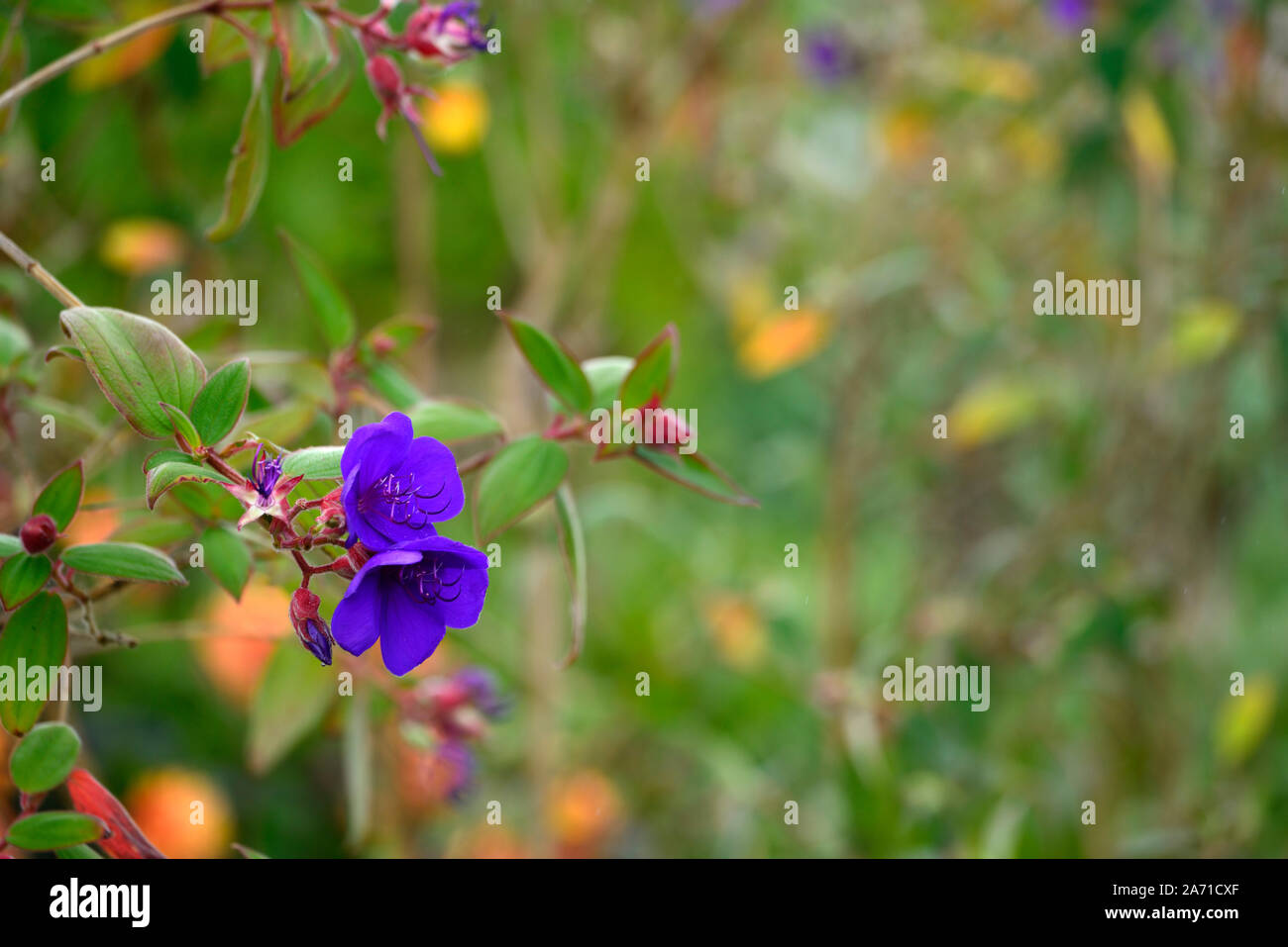 Tibouchina urvilleana,blue,purple,flower,flowers,flowering,princess flower,glory bush,lasiandra,RM Floral Stock Photo