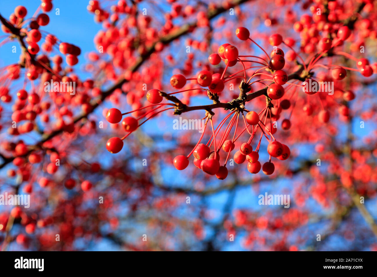 Red Hawthorn berries against blue sky on a sunny day of October. Shallow depth of field. Stock Photo