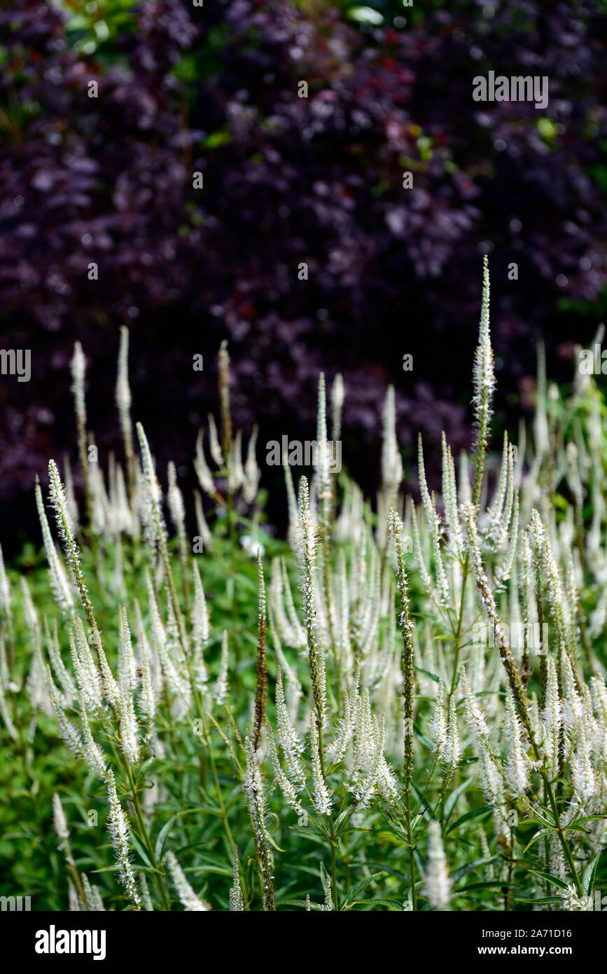 veronicastrum virginicum var incarnatum Album ,culver's root, Tall spires ,spikes, white flowers ,inflorescence,perennial ,RM Floral Stock Photo