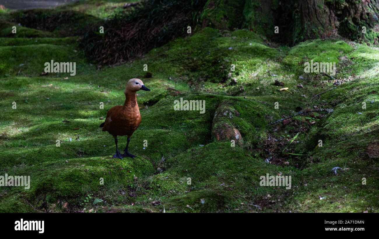 A picture of a Ruddy Shelduck walking on a mossy terrain. Stock Photo