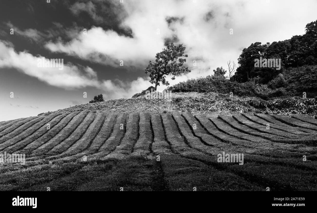 A black and white picture of the Gorreana Tea Plantation. Stock Photo
