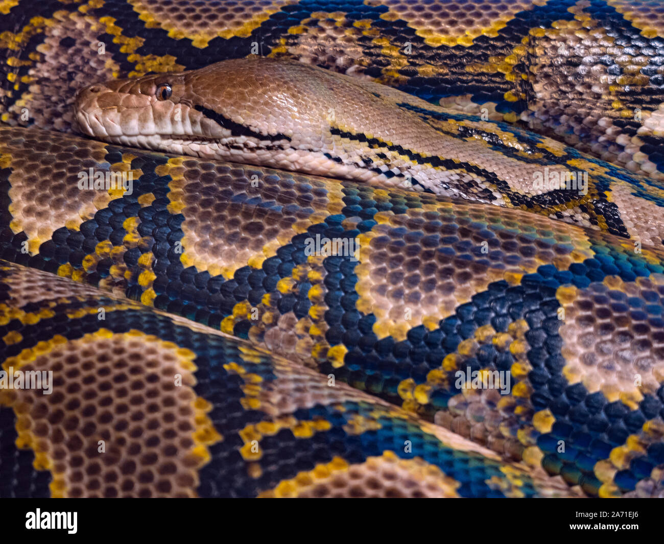 Reticulated python Python reticulatus close up of skin patterns Stock Photo