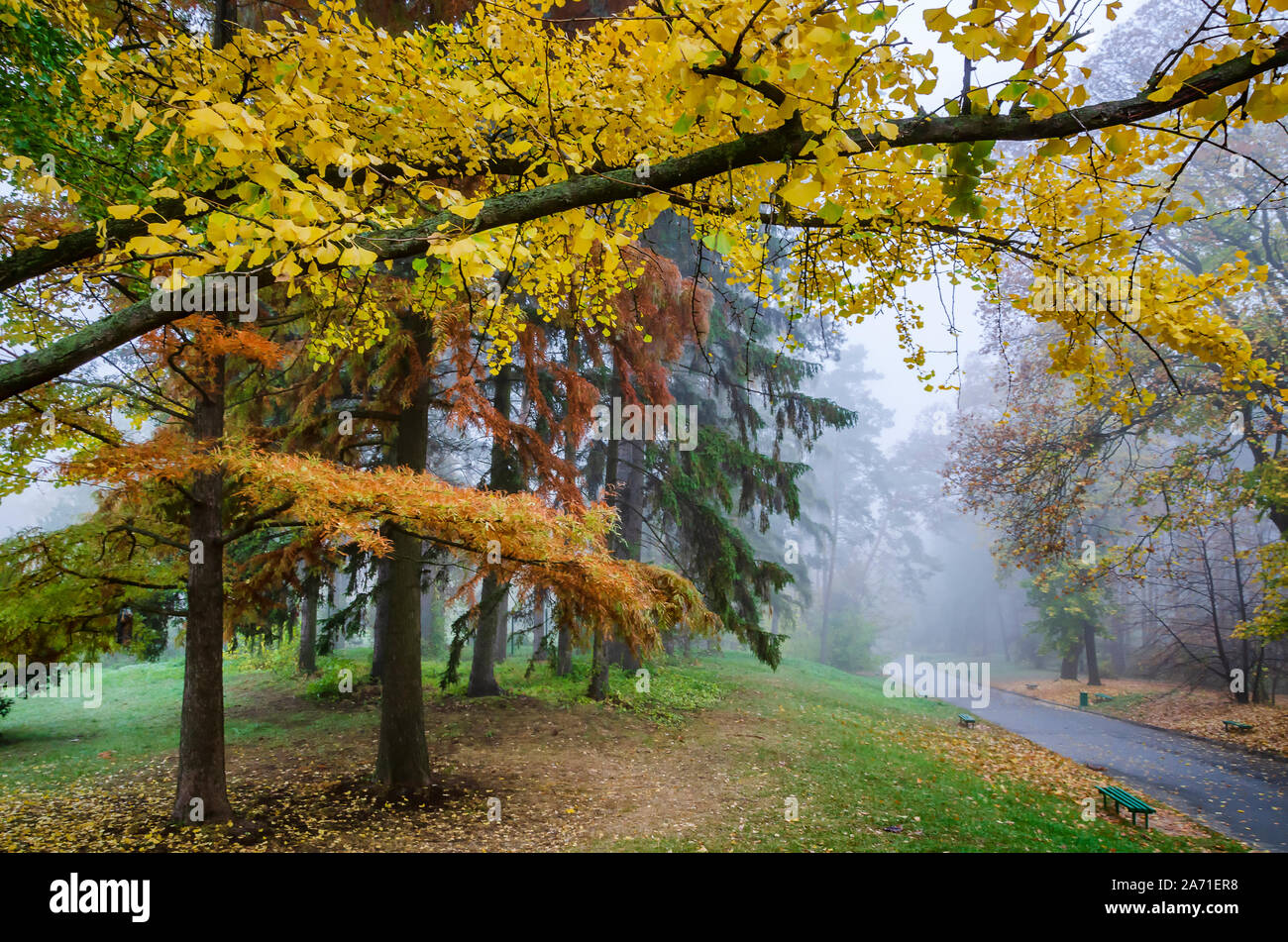 Foggy autumn park with colorful fall trees and empty benches Stock Photo