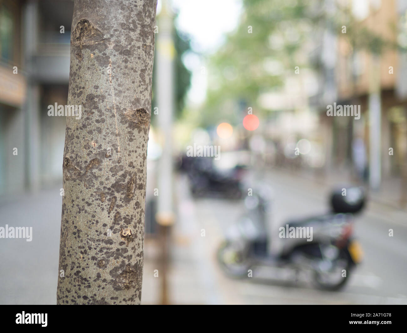 tree trunk close up textured on a street with blurred outdoor cityscape Stock Photo