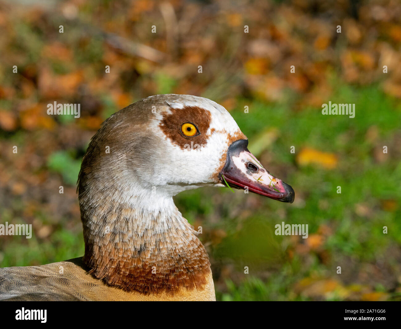 portrait of an adult Egyptian Goose Alopochen aegyptiacus Stock Photo