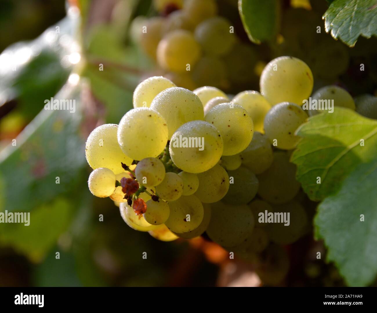 Bunch of chardonnay grapes on the vine backlit by the morning sun in Australia Stock Photo