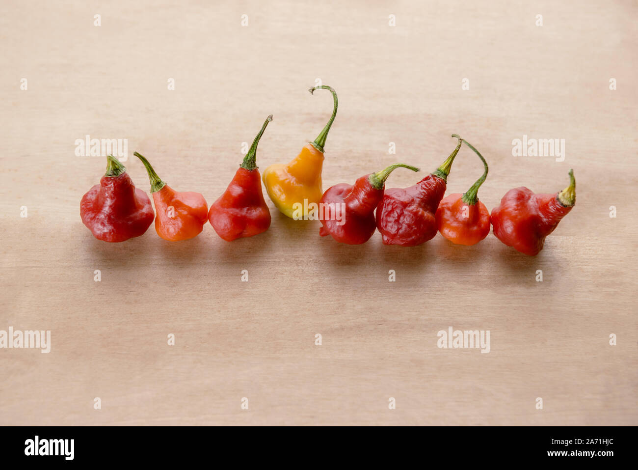 Red Australian Lantern Pepper Capsicum Chinense Little Rubber Nipple in a row Stock Photo