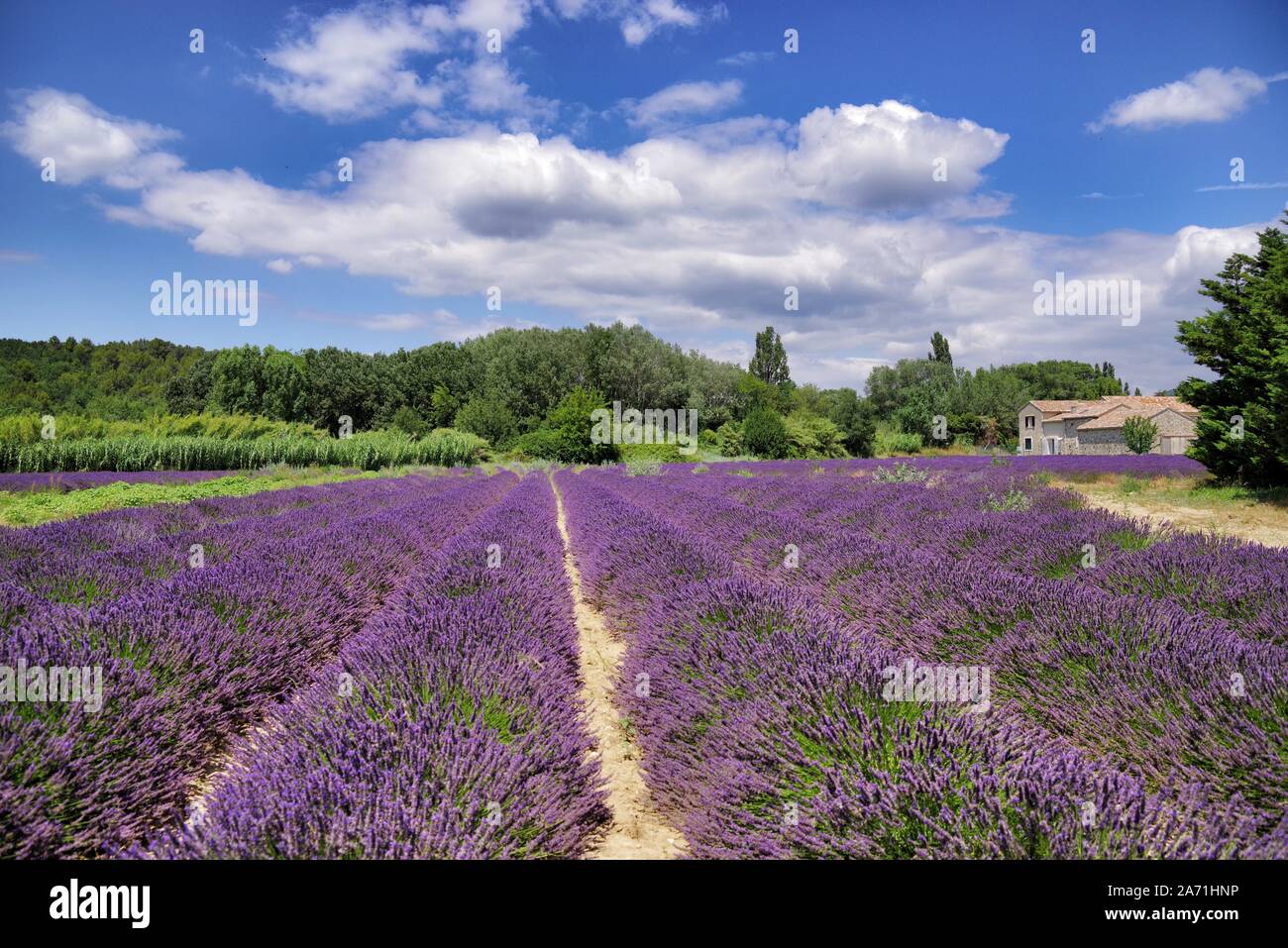 Lavender field in Provence in Southern France during summer season Stock Photo