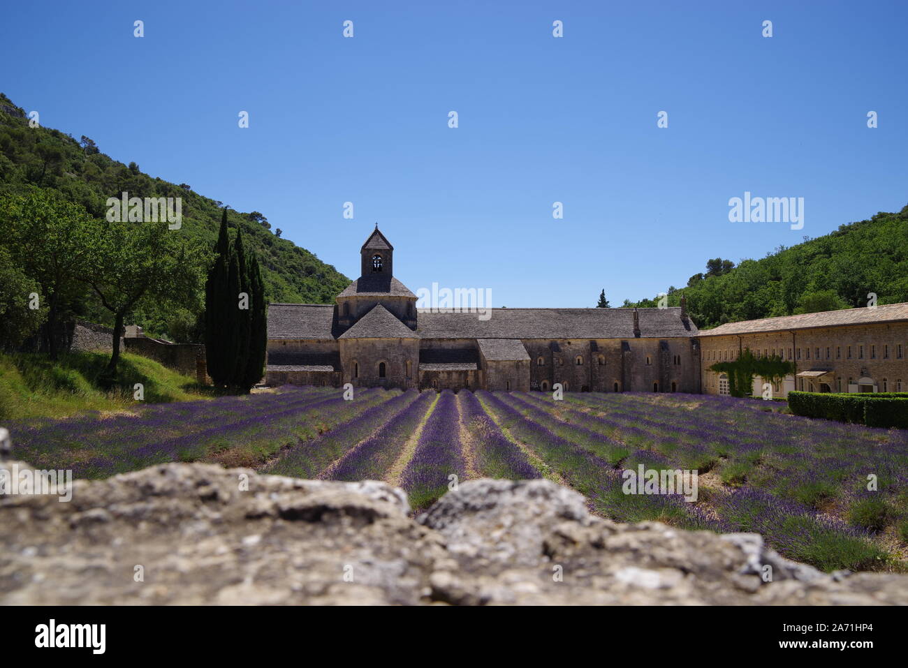 Sénanque Abbey with lavender flower fields in front in provence, South France during summer with blue sky Stock Photo