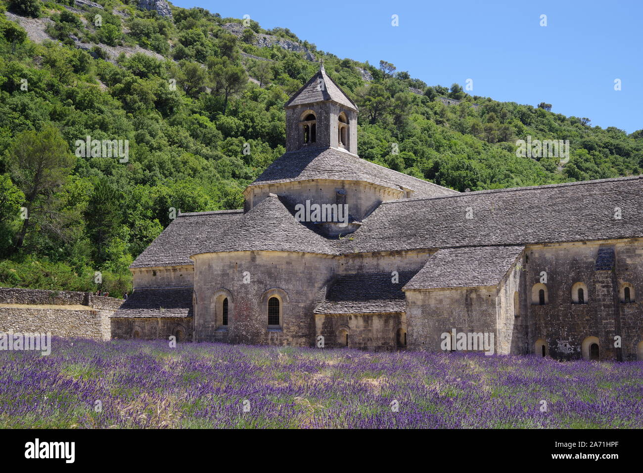 Sénanque Abbey with lavender flower fields in front in provence, South France during summer with blue sky Stock Photo