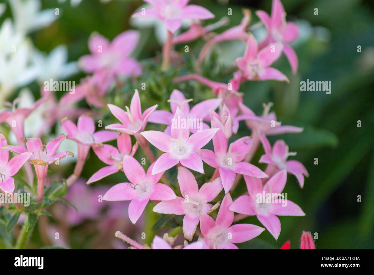 Close-up shoot of Egeyptian star flower. In pink. Stock Photo