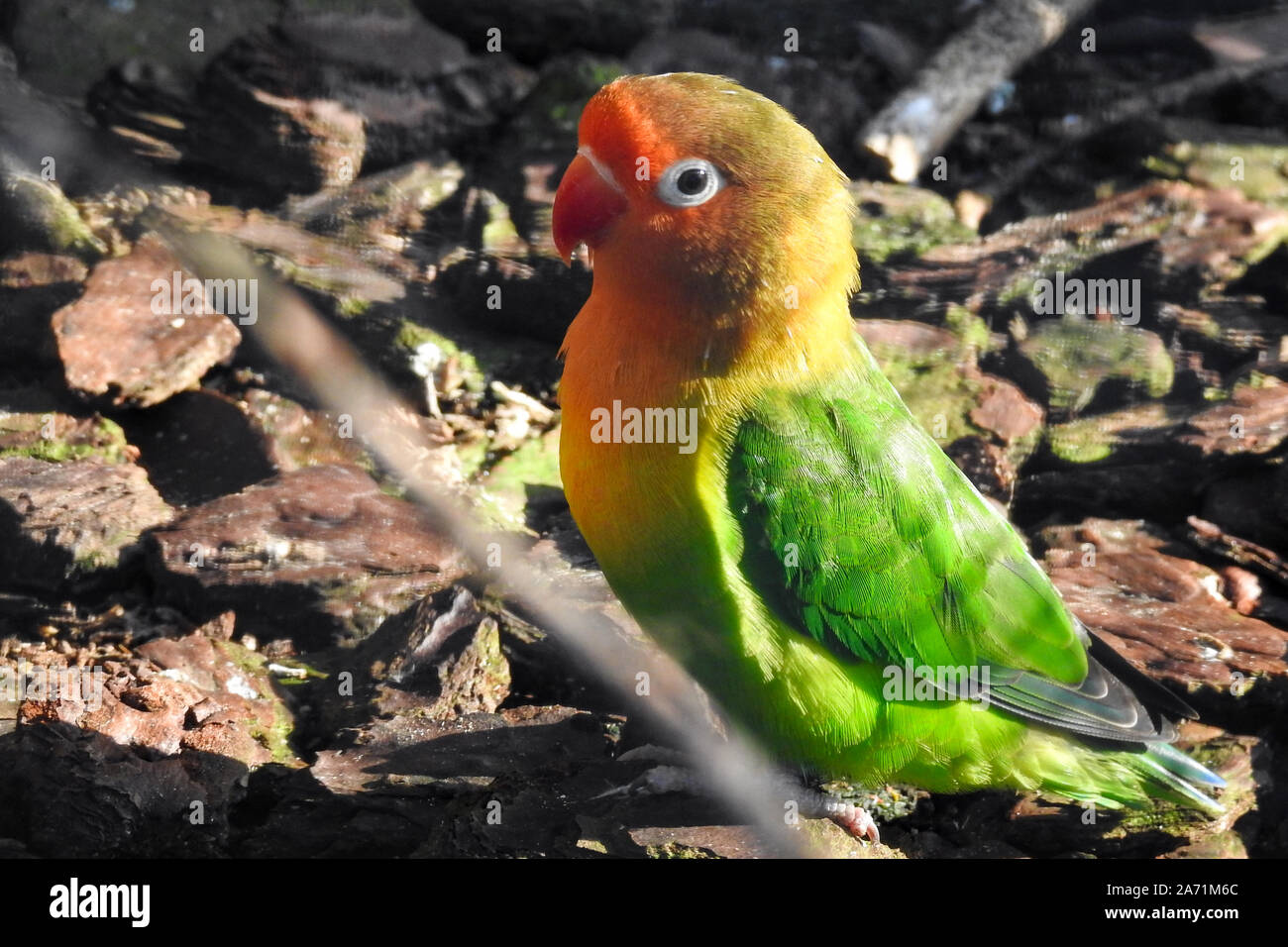 Lilian s Lovebird Agais Lilianae Also Known As Nyasa Lovebird Is lilian-s-lovebird-agais-lilianae-also-known-as-nyasa-lovebird-is