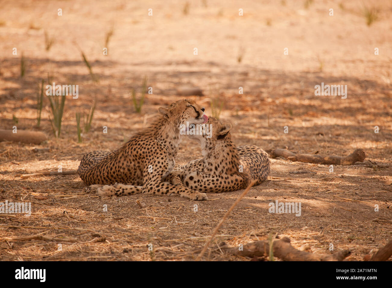 A pair of young cheetahs nuzzling and licking each other in the shade during the hot afternoon sun, Ruaha National Park, Tanzania Stock Photo