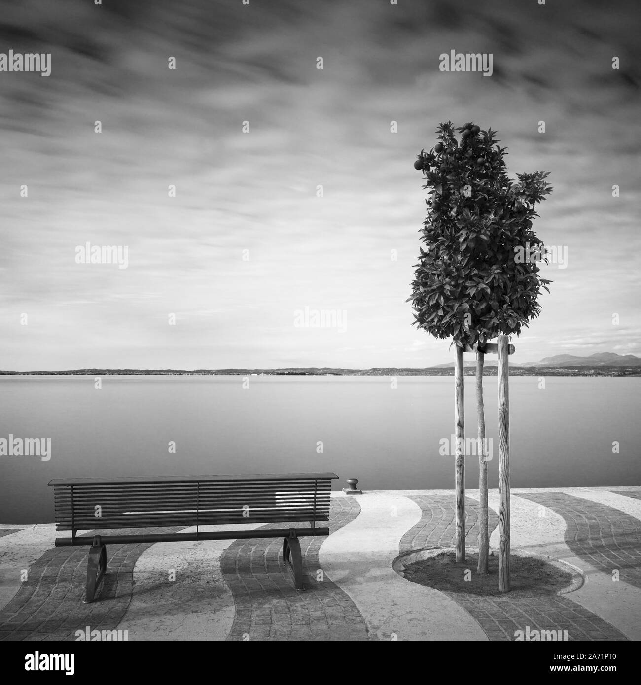 Small sapling Black and White Stock Photos Images Alamy