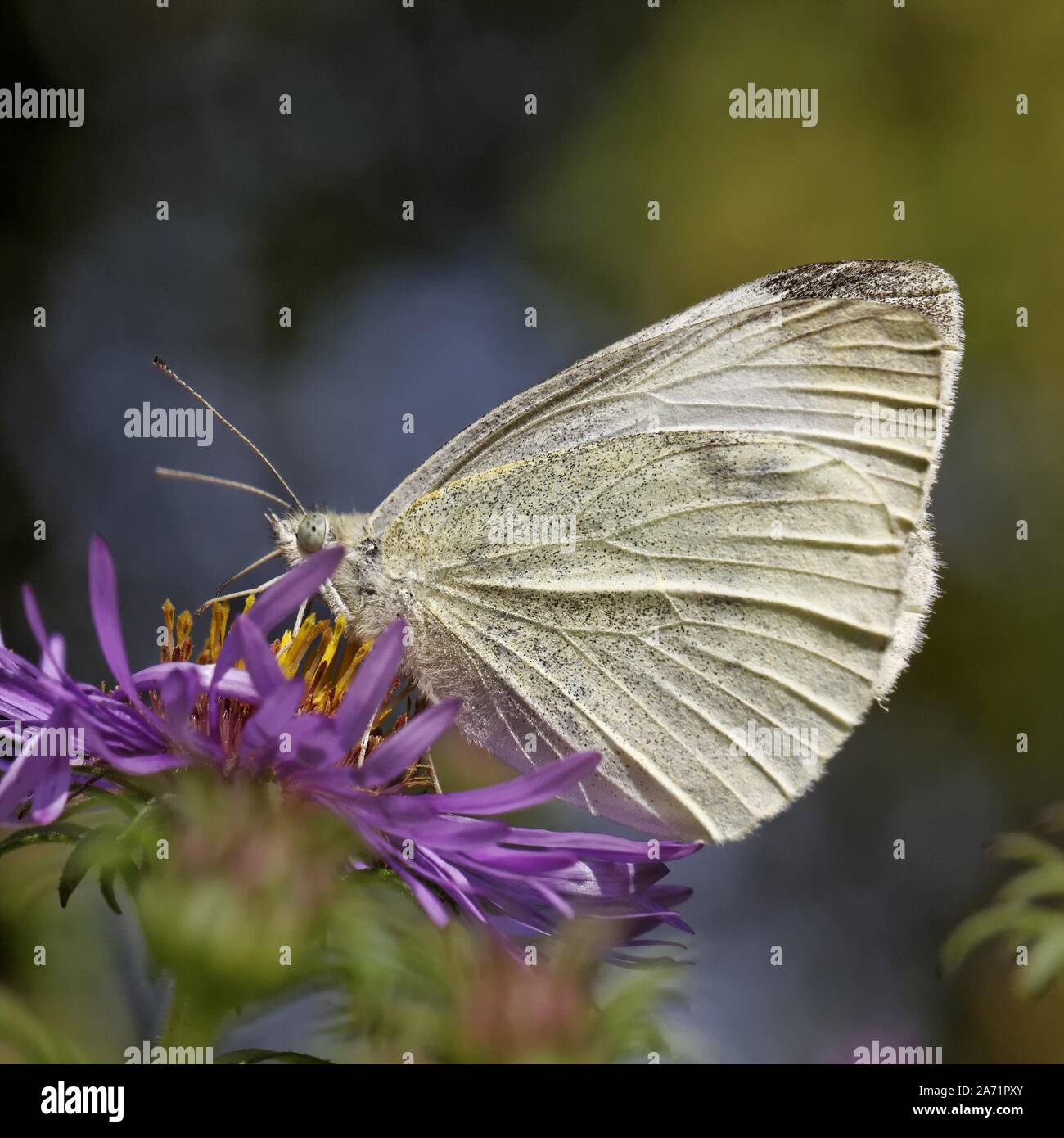 Pieris rapae, Small cabbage white butterfly on aster Stock Photo
