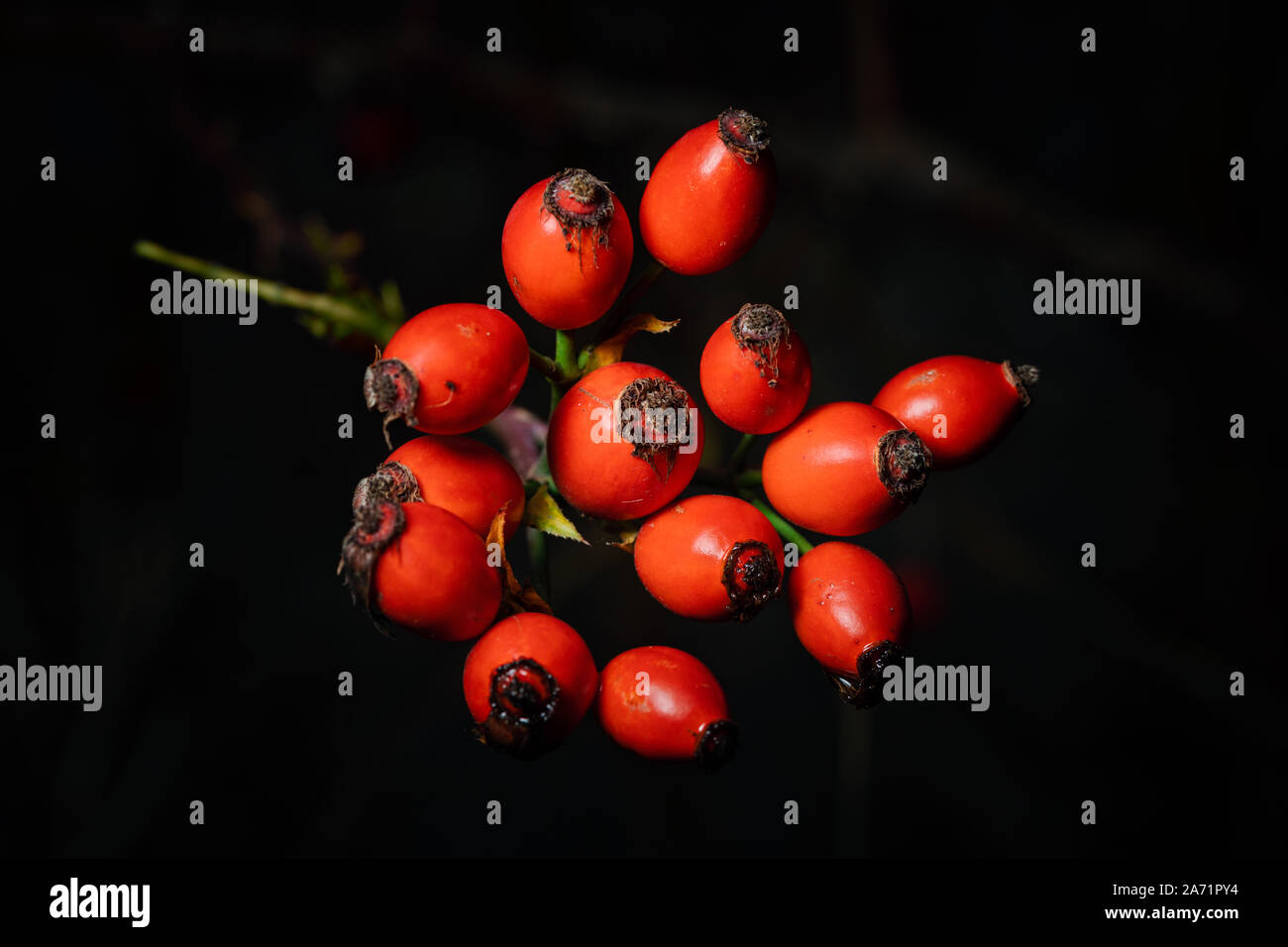 Ripe rose hip on black background Stock Photo