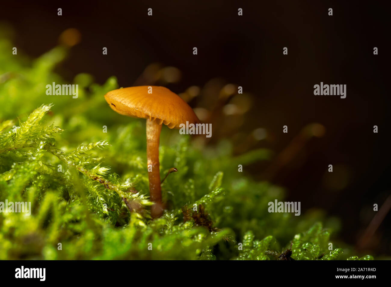tiny mushroom on moss in autumn Stock Photo