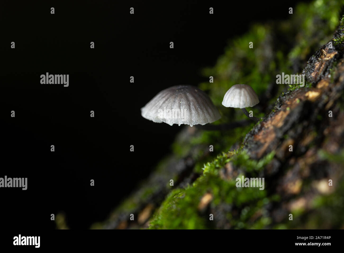 tiny mushroom on moss in autumn Stock Photo