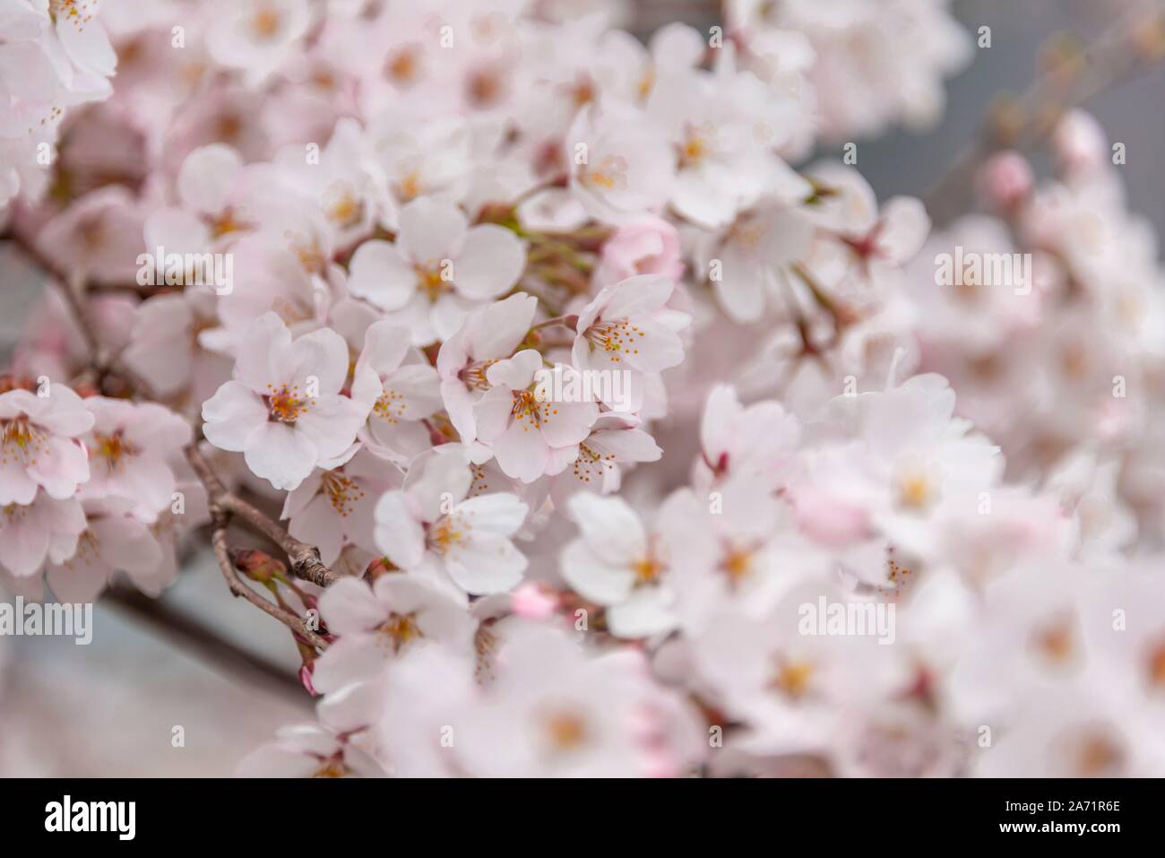 Cherry blossoms, Japanese cherry blossom in spring, Nagano, Japan Stock Photo