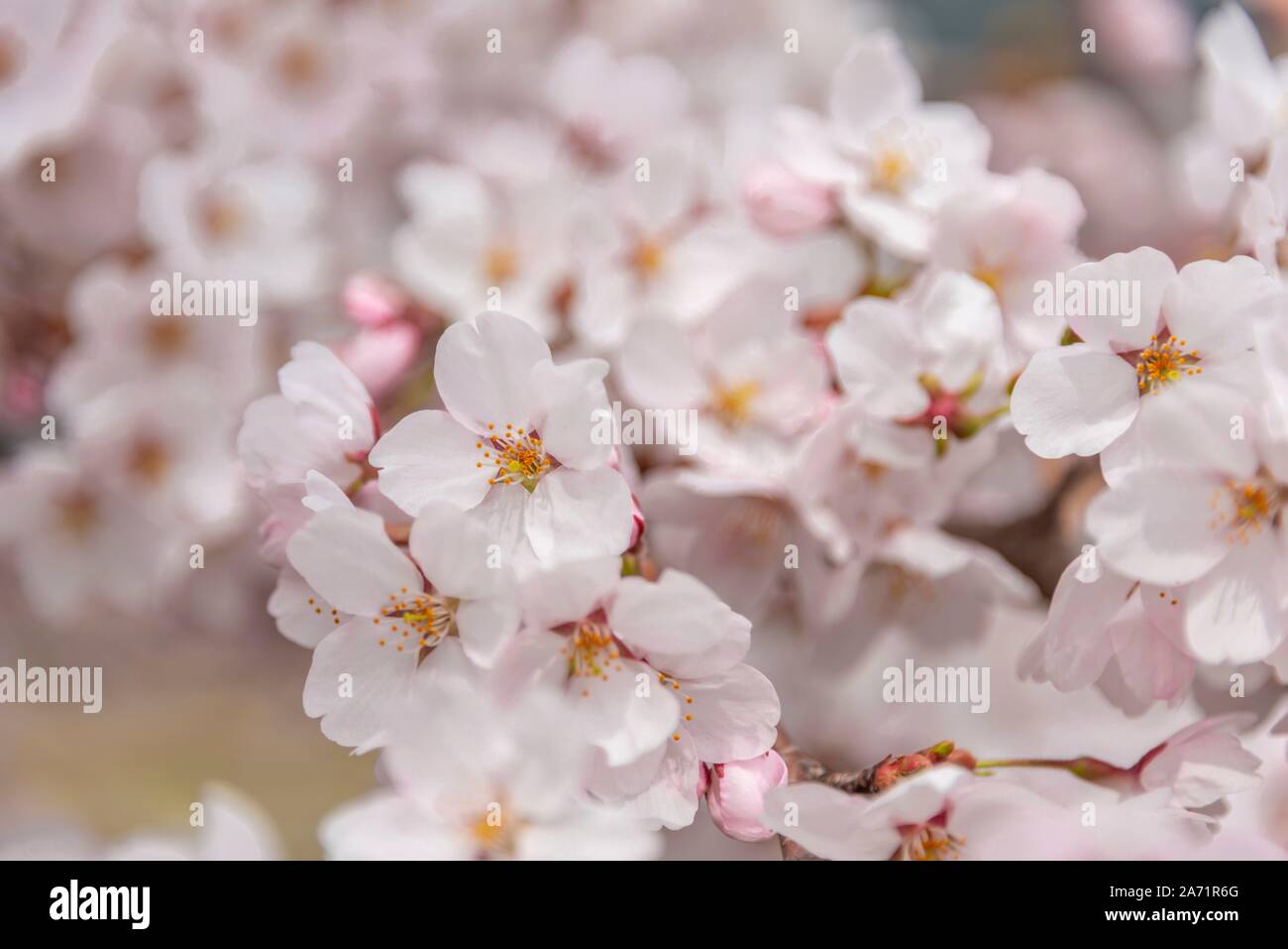 Cherry blossoms, Japanese cherry blossom in spring, Nagano, Japan Stock Photo