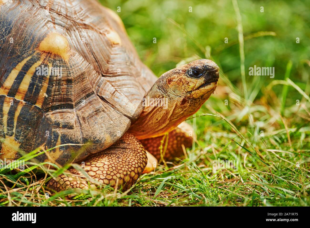 Radiated tortoise (Astrochelys radiata) on a meadow, animal portrait