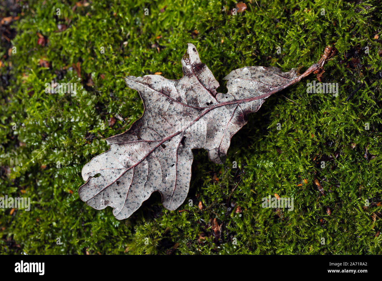 dried withered leaves in late fall Stock Photo
