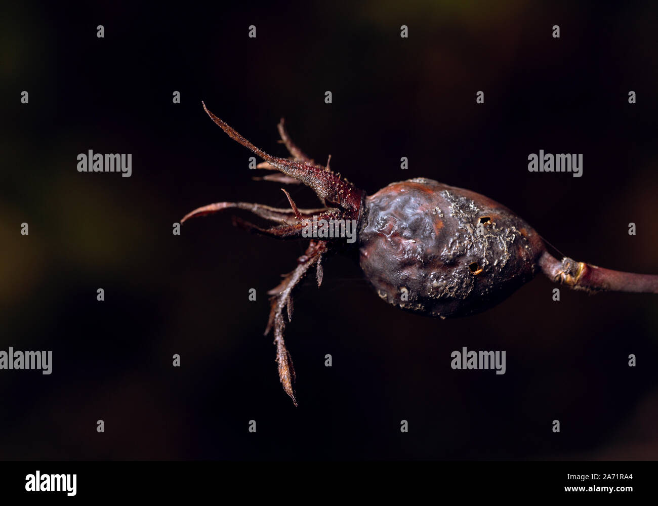dried withered rose hip on black background Stock Photo
