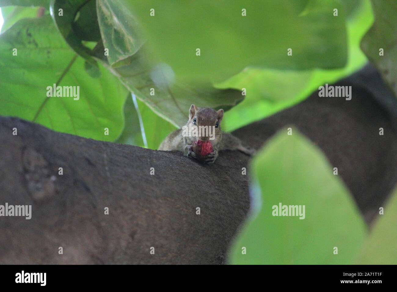 A Squirrel cracking a nut held hanging up side down showing its skills