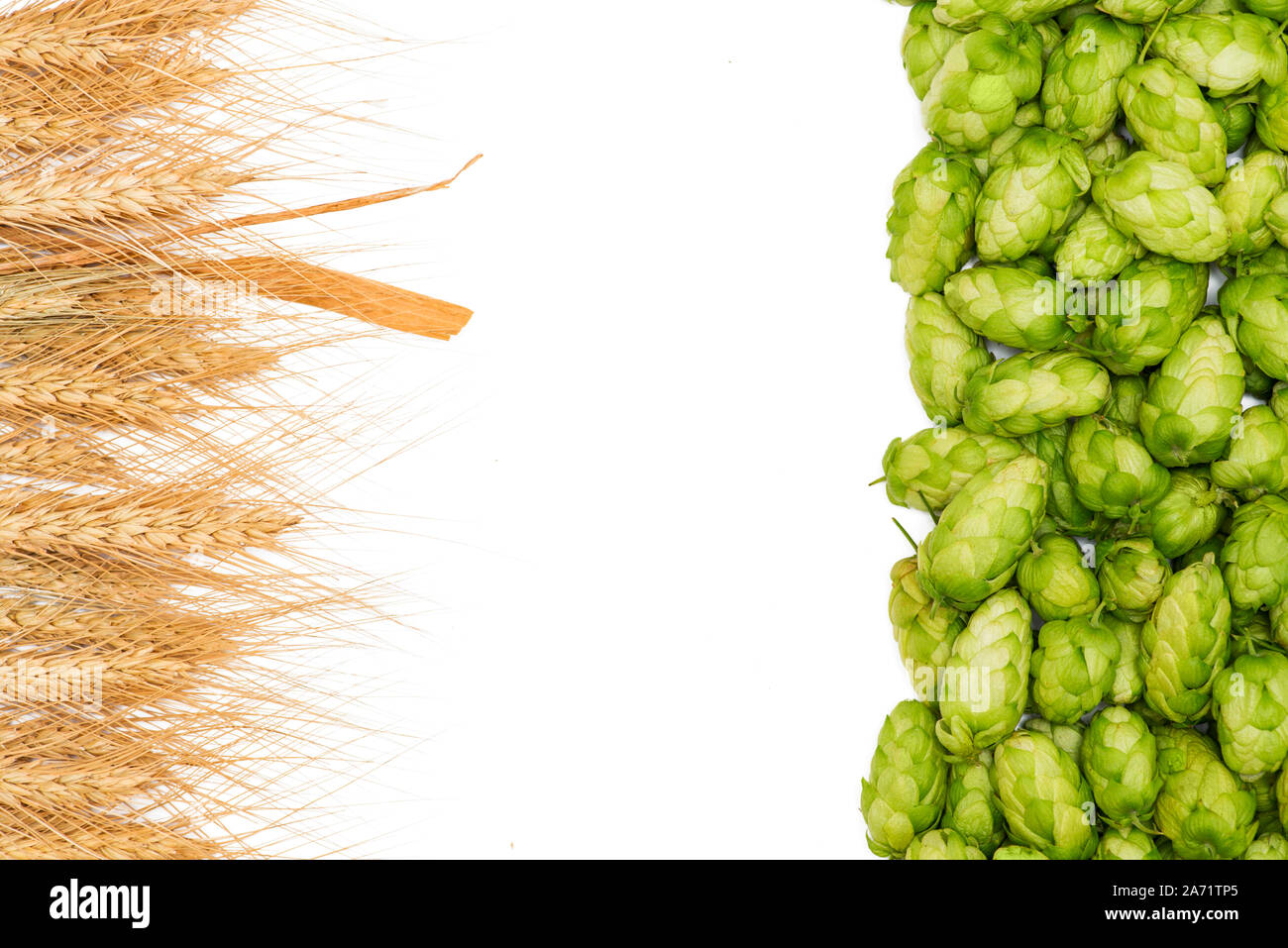 Fresh green hops, ears of barley. Green hops, malt, ears of barley and wheat grain. Beer