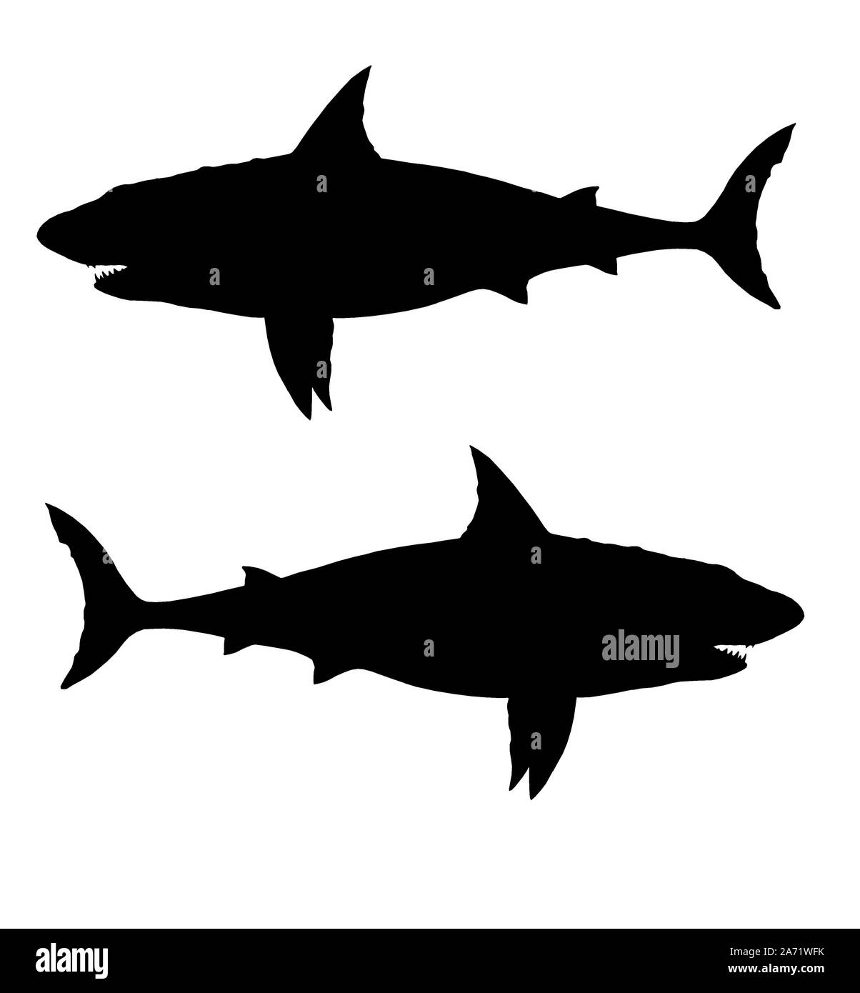 Megalodon Mandala Coloring Pages For Adults Black Fish Colouring Book  Vector, Fish Drawing, Book Drawing, Man Drawing PNG and Vector with  Transparent Background for Free Download