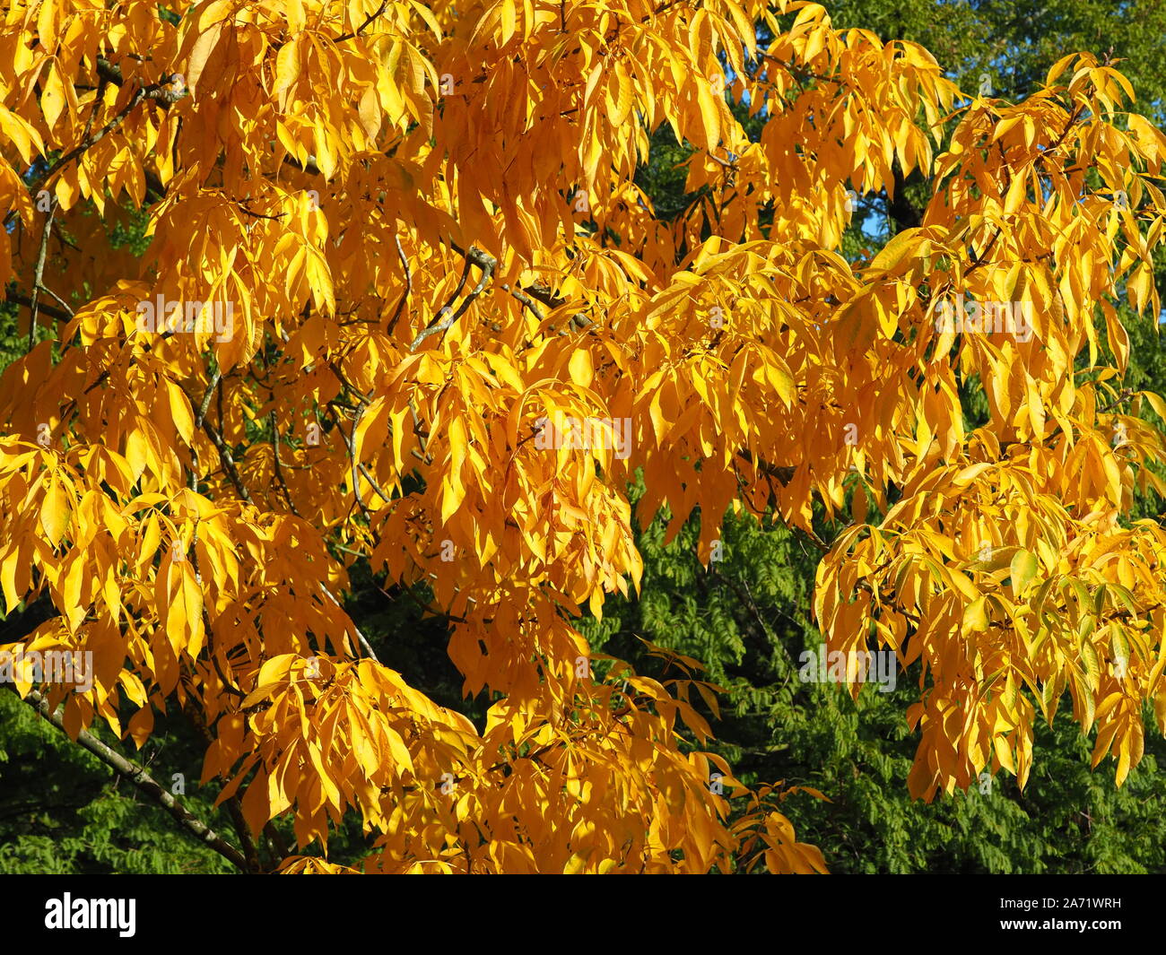Beautiful bright yellow foliage of the shagbark hickory tree (Carya ovata), in a North Yorkshire park, England Stock Photo