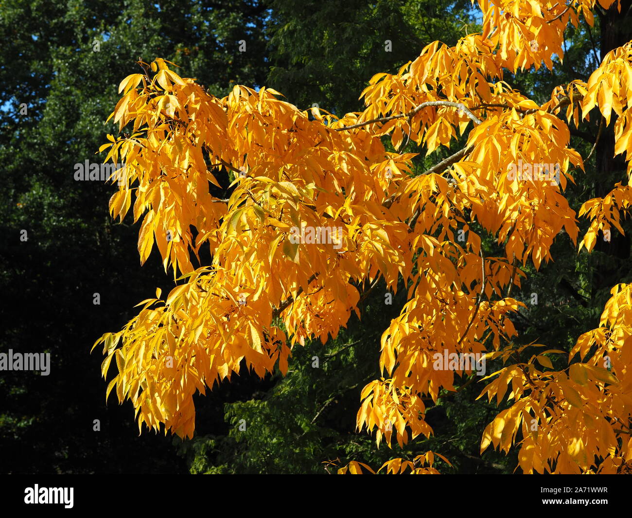 Beautiful bright yellow autumn foliage of a shagbark hickory tree (Carya ovata) in a North Yorkshire park, England Stock Photo