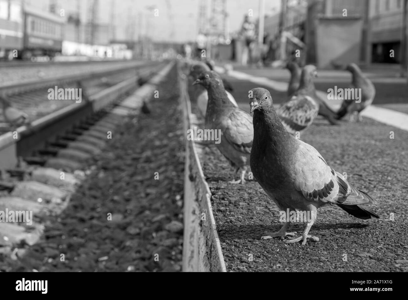 Black and White pigeons on the Trans Siberian Route Stock Photo