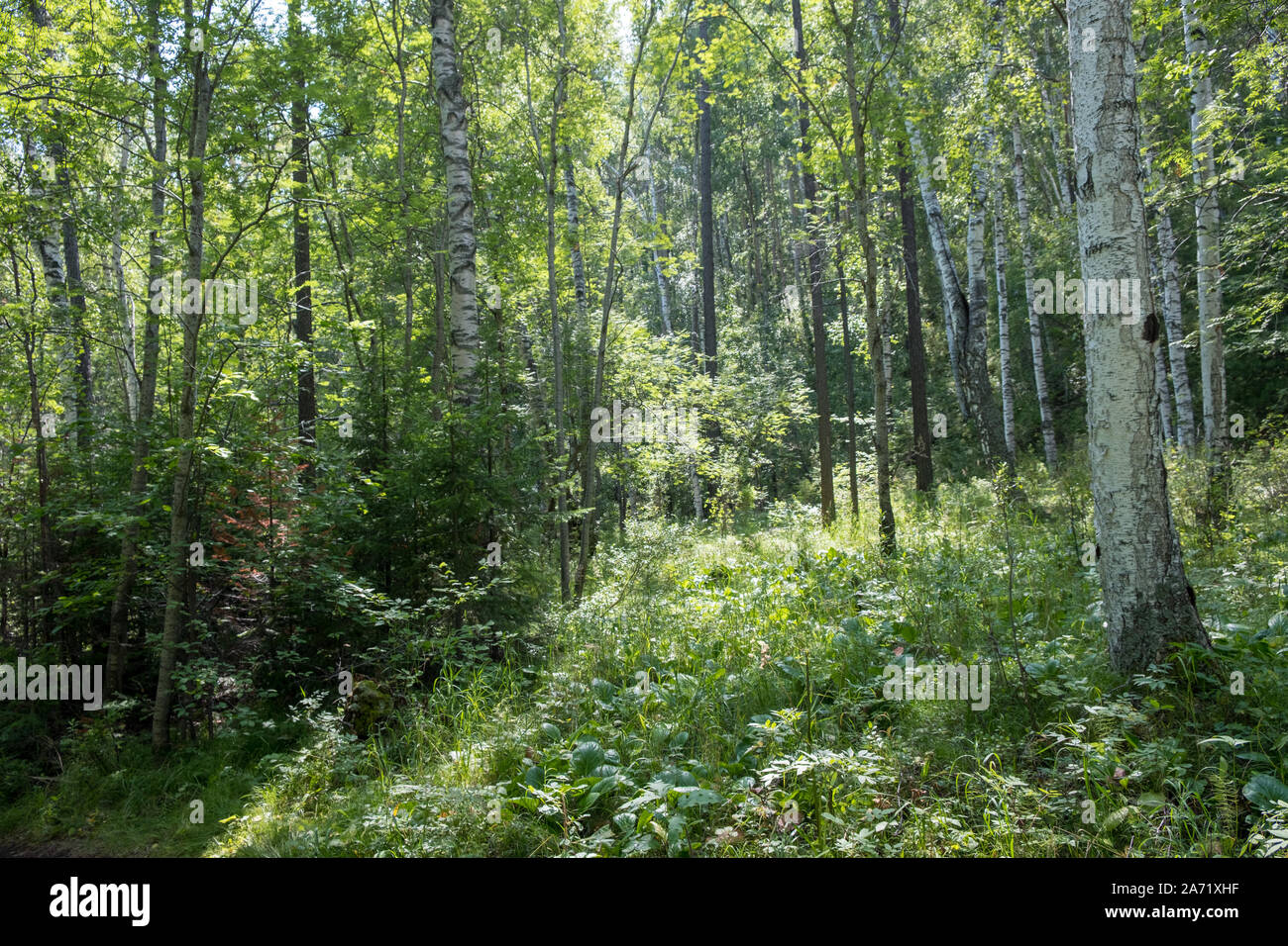 Russia forest people hi-res stock photography and images - Alamy