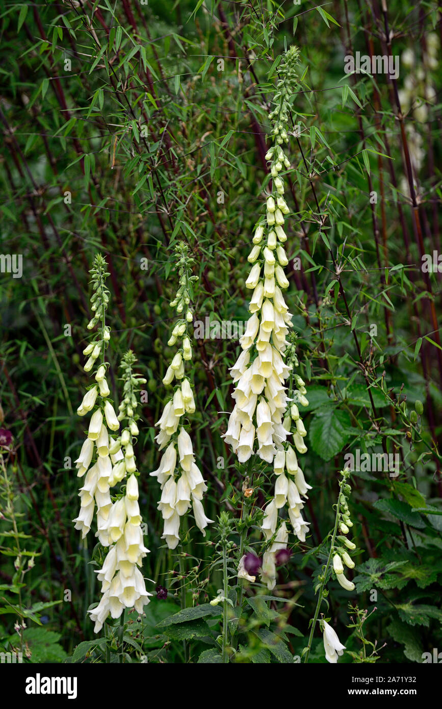 foxglove,digitalis,fargesia angustissima,mix,mixed planting scheme,borinda,clumping bamboo,RM Floral Stock Photo