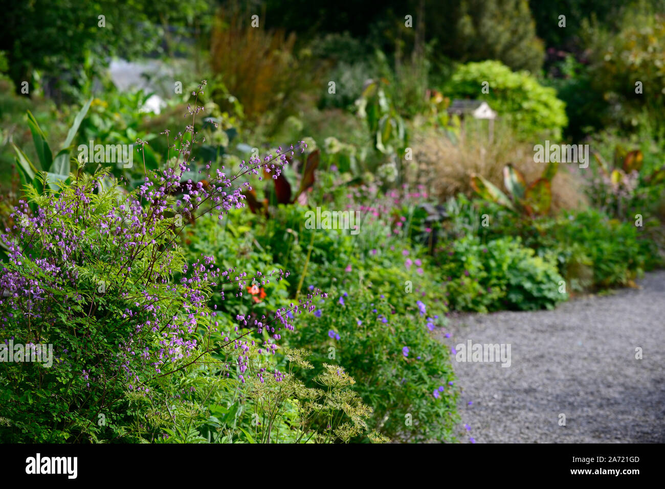 Thalictrum delavayi var mucronatum, meadow rue, purple, lilac, flower, flowers, flowering, perennial, RM Floral Stock Photo
