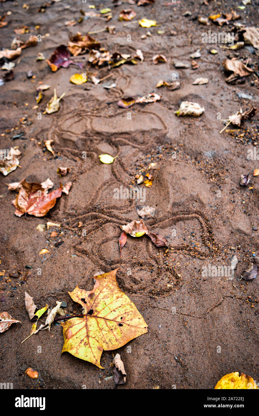 Snake Tracks in Nature with Leaves in Wet Sand Stock Photo