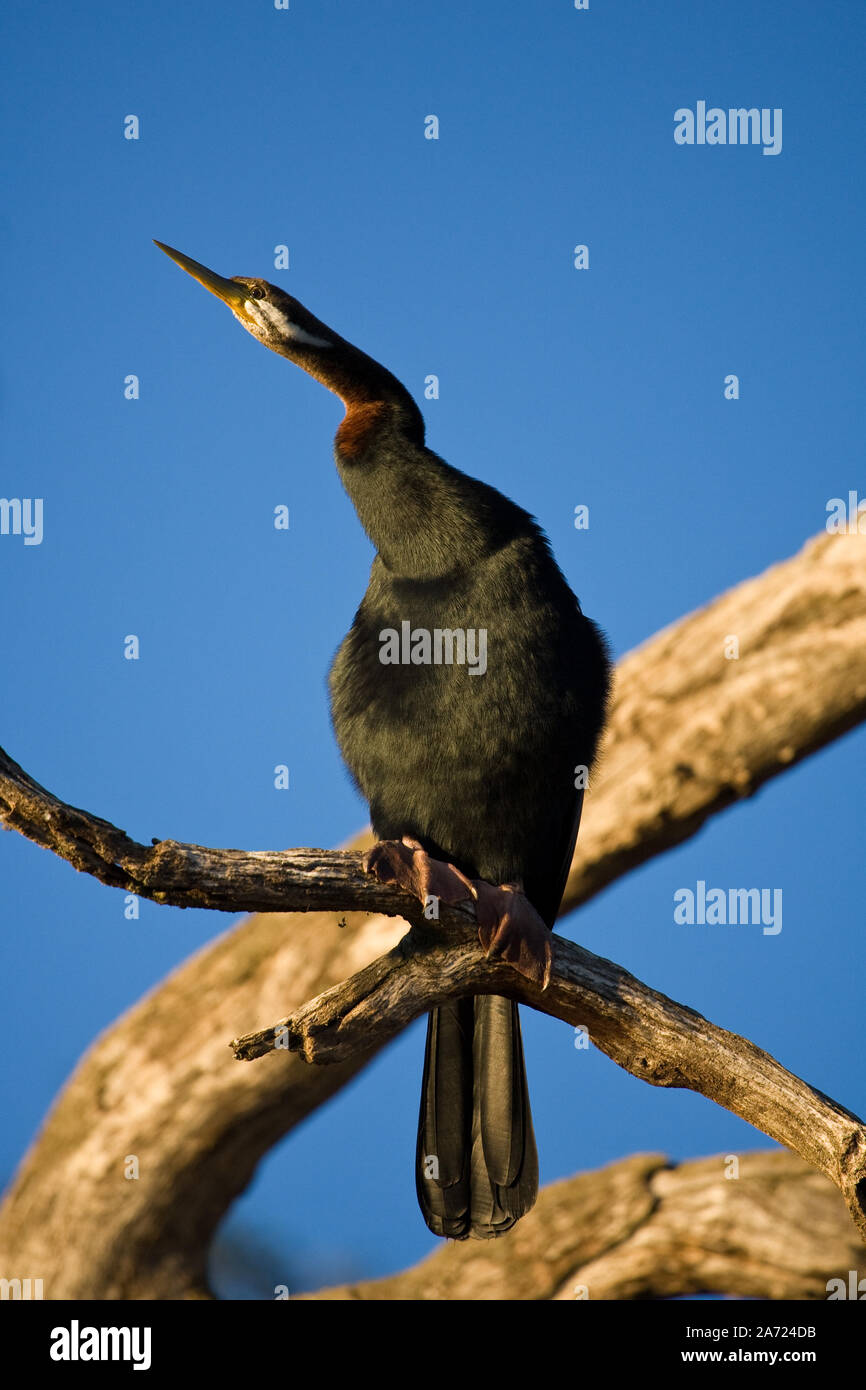 Australasian Darter, sometimes called the 'Snake Bird' , sits in a dead tree above a river, South Eastern Australia. Stock Photo