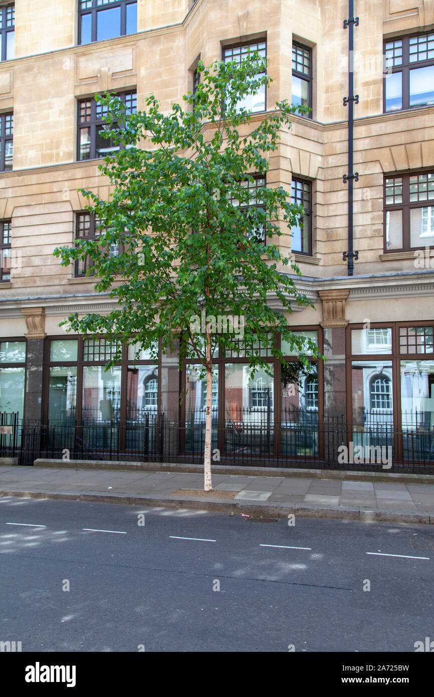 Kenai Birch (Betula papyrifera 'Kenaica') street tree, Westminster, London W1 Stock Photo
