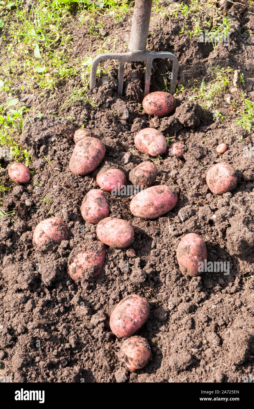 Freshly dug Desiree potatoes. A Red skinned main crop potato that is favoured by allotment holders Stock Photo