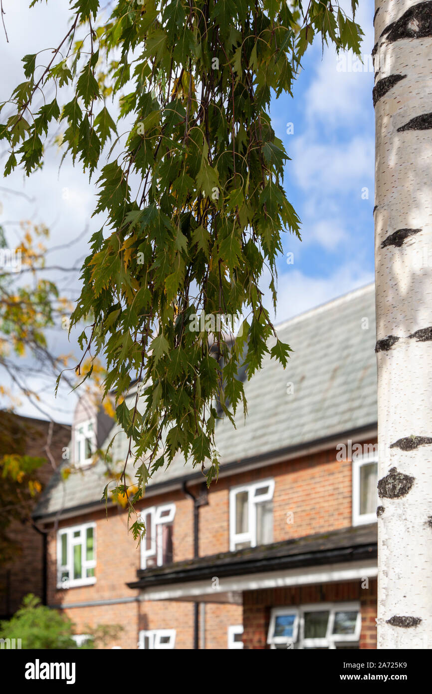 Cut-leaf Silver Birch (Betula pendula 'Dalecarlica') street tree, Hammersmith, London W6 Stock Photo