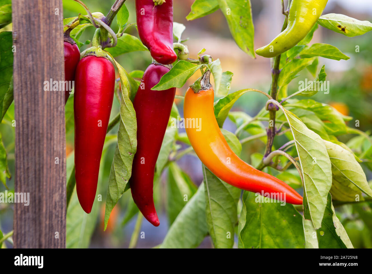 Jalapeno hires stock photography and images Alamy