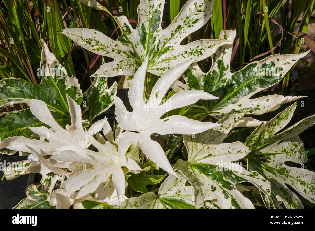 Fatsia japonica Spiders Web is a plant that has White and Green leaves  A bushy shrub that is evergreen and fully hardy Stock Photo