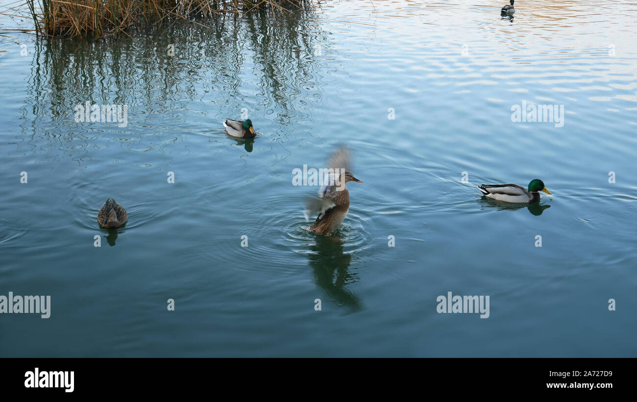 Wild ducks Mallard (Anas platyrhynchos) floating on river near high water plants Stock Photo