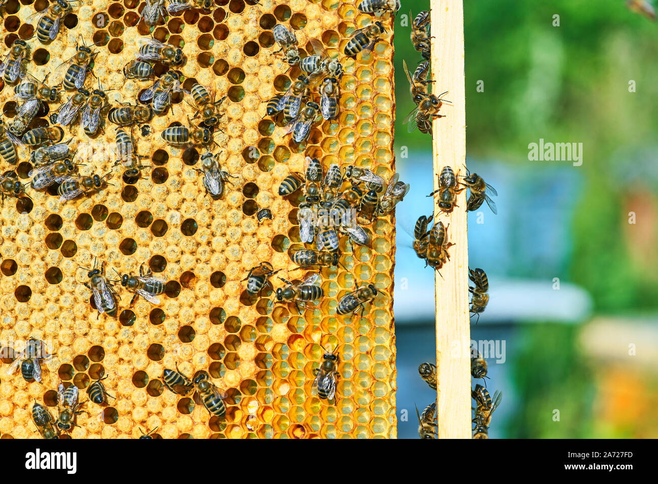 Close up beehive honey bees hi-res stock photography and images - Alamy
