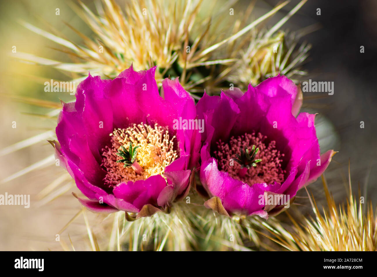 Pink Hedgehog Cactus, Echinocereus fendleri, Blooms - Pink Blossoms with Green Stigma Close-Up with Cactus Spines Stock Photo