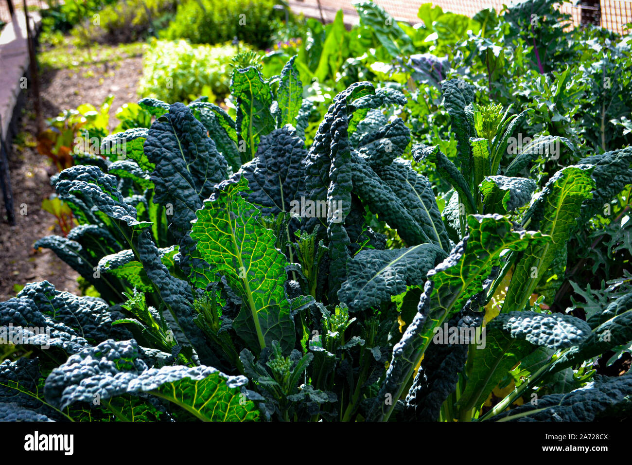 Tuscan kale hires stock photography and images Alamy